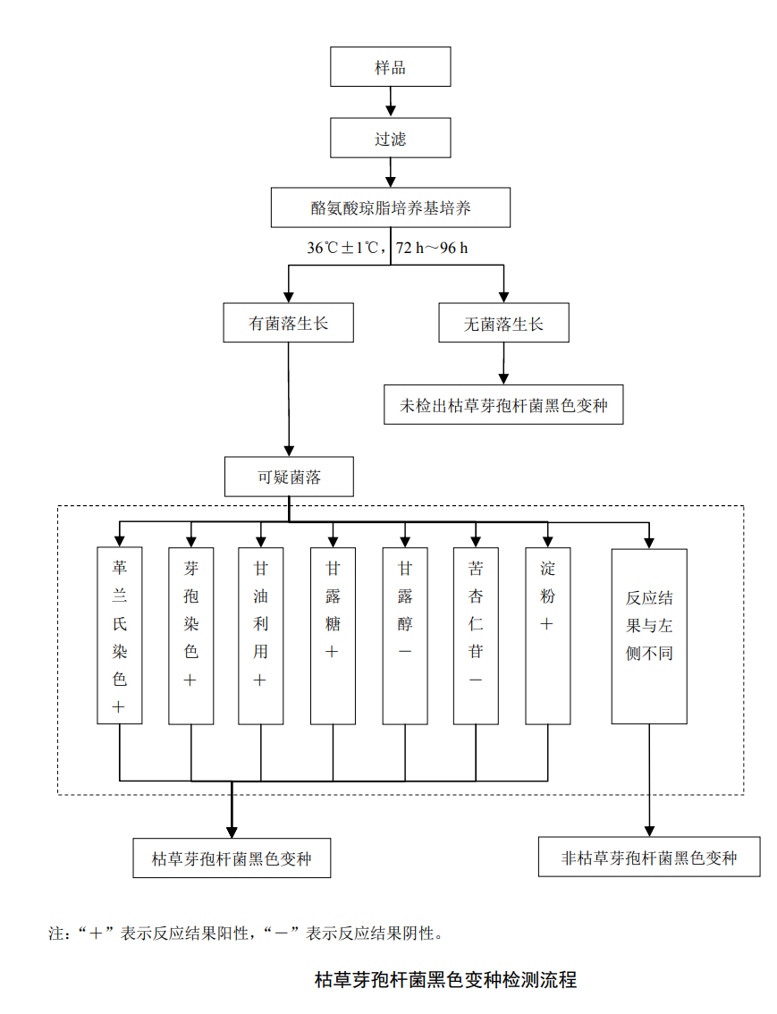 Bacillus subtilis black variant detection process